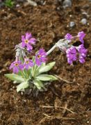 Primula yuparensis